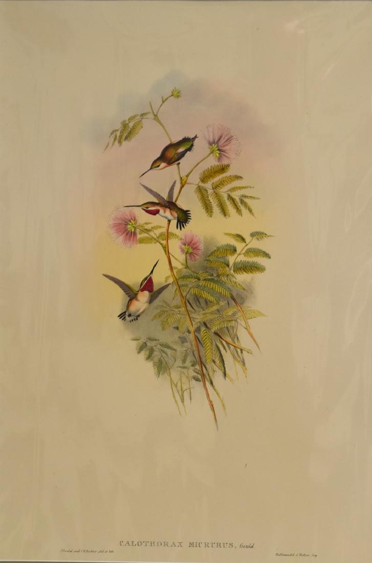 J. Gould Lithograph: Calothorax Micrurus: John Gould (1804-1881)Calothorax Micrurus. Hand colored ornithological lithograph. Lithographers: J. Gould, E. Gould, E. Lear, H.C. Richter, W. Hart. Printed in London: C. Hullmandel or Taylor. Plate
