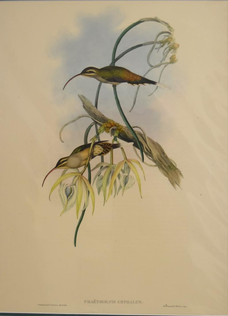 J. Gould Lithograph: Phaethornis Cephalus: John Gould (1804-1881) Phaethornis Cephalus. Hand colored ornithological lithograph. Lithographers: J. Gould, E. Gould, E. Lear, H.C. Richter, W. Hart. Printed in London: C. Hullmandel or Taylor. Plat