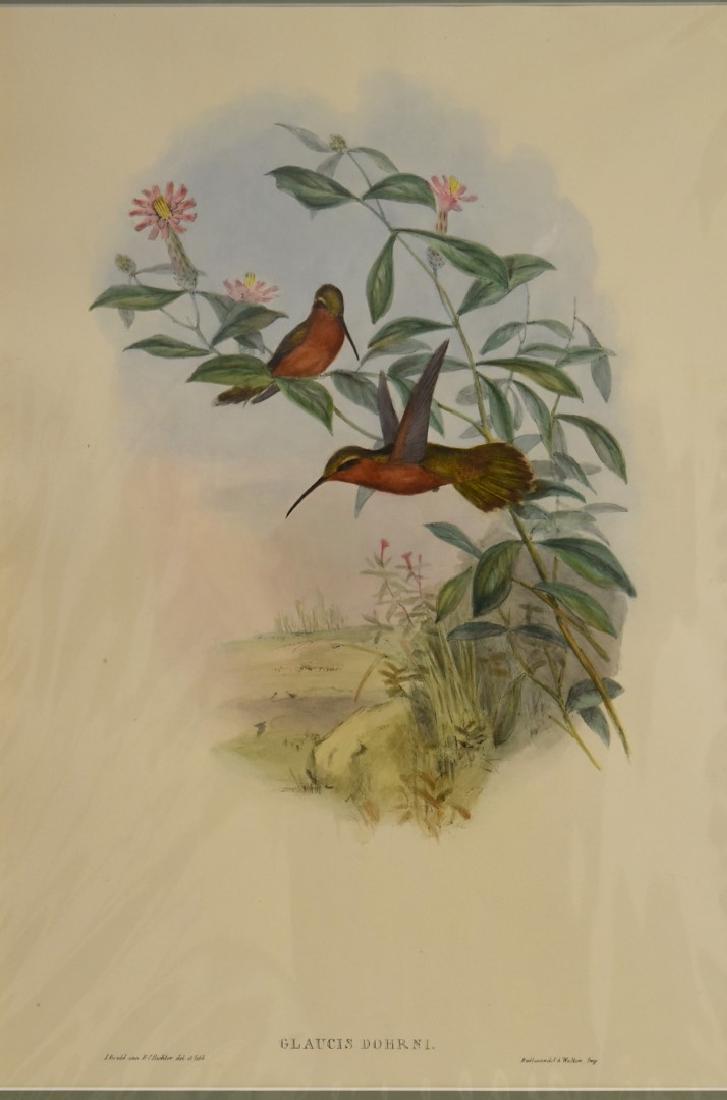 J. Gould Lithograph: Glaucis Dohrni: John Gould (1804-1881) Glaucis Dohrni. Hand colored ornithological lithograph. Lithographers: J. Gould, E. Gould, E. Lear, H.C. Richter, W. Hart. Printed in London: C. Hullmandel or Taylor. Plate from