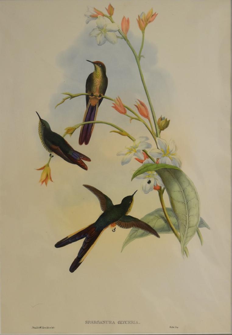 J. Gould Lithograph: Sparganura Glyceria: John Gould (1804-1881) Sparganura Glyceria. Hand colored ornithological lithograph. Lithographers: J. Gould, E. Gould, E. Lear, H.C. Richter, W. Hart. Printed in London: C. Hullmandel or Taylor. Plate