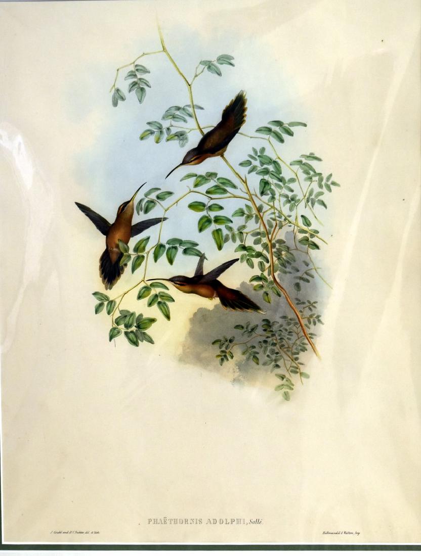 J. Gould Lithograph: Adolph's Hermit (1 of 4)