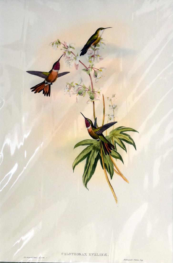 J. Gould Lithograph: Bahama Wood Star (1 of 3)