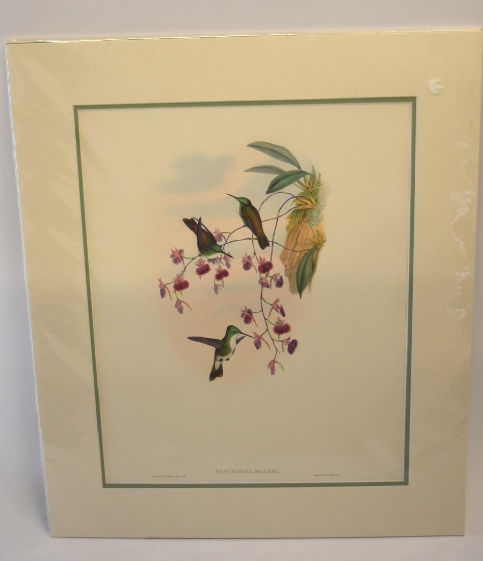 John Gould; Original Hand Colored Lithograph (1 of 4)