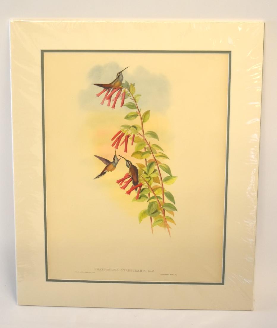 John Gould; Original Hand Colored Lithograph (1 of 4)