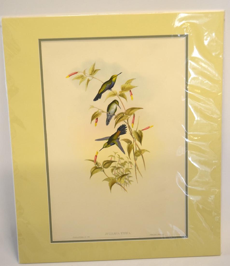 John Gould; Original Hand Colored Lithograph (1 of 4)