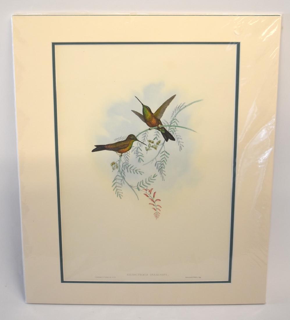 John Gould; Original Hand Colored Lithograph (1 of 4)