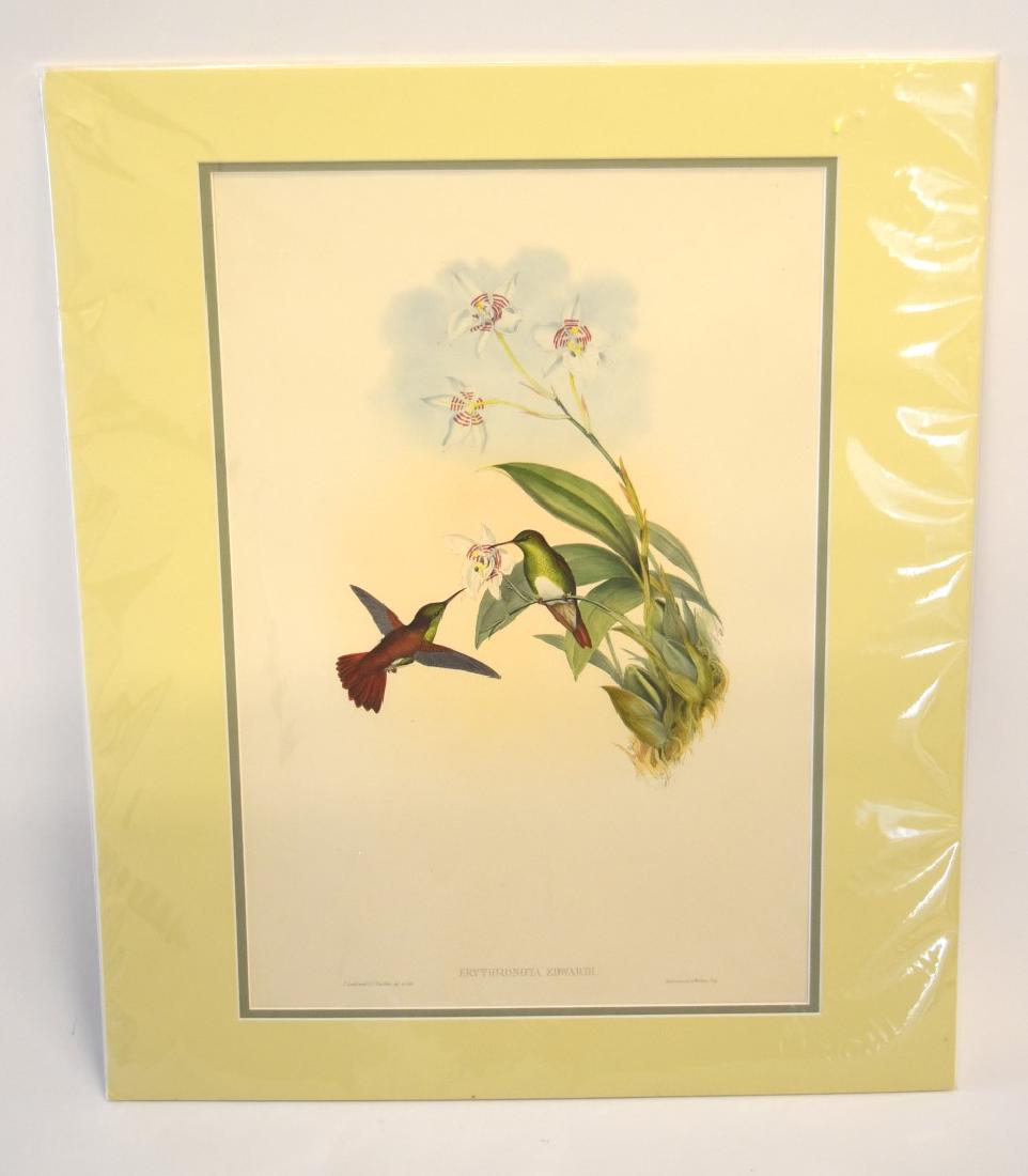 John Gould; Original Hand Colored Lithograph (1 of 4)