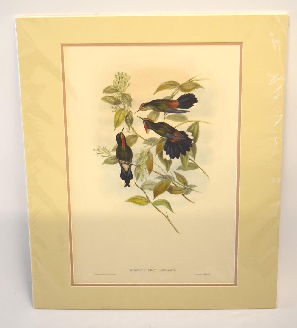 John Gould; Original Hand Colored Lithograph (1 of 5)