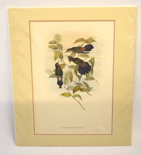 John Gould; Original Hand Colored Lithograph: John Gould (1804-1881)Hand colored ornithological lithograph. Ramphomicron Herrani. Lithographers: J. Gould, E. Gould, E. Lear, H.C. Richter, W. Hart. Printed in London: C. Hullmandel or Taylor. Plate