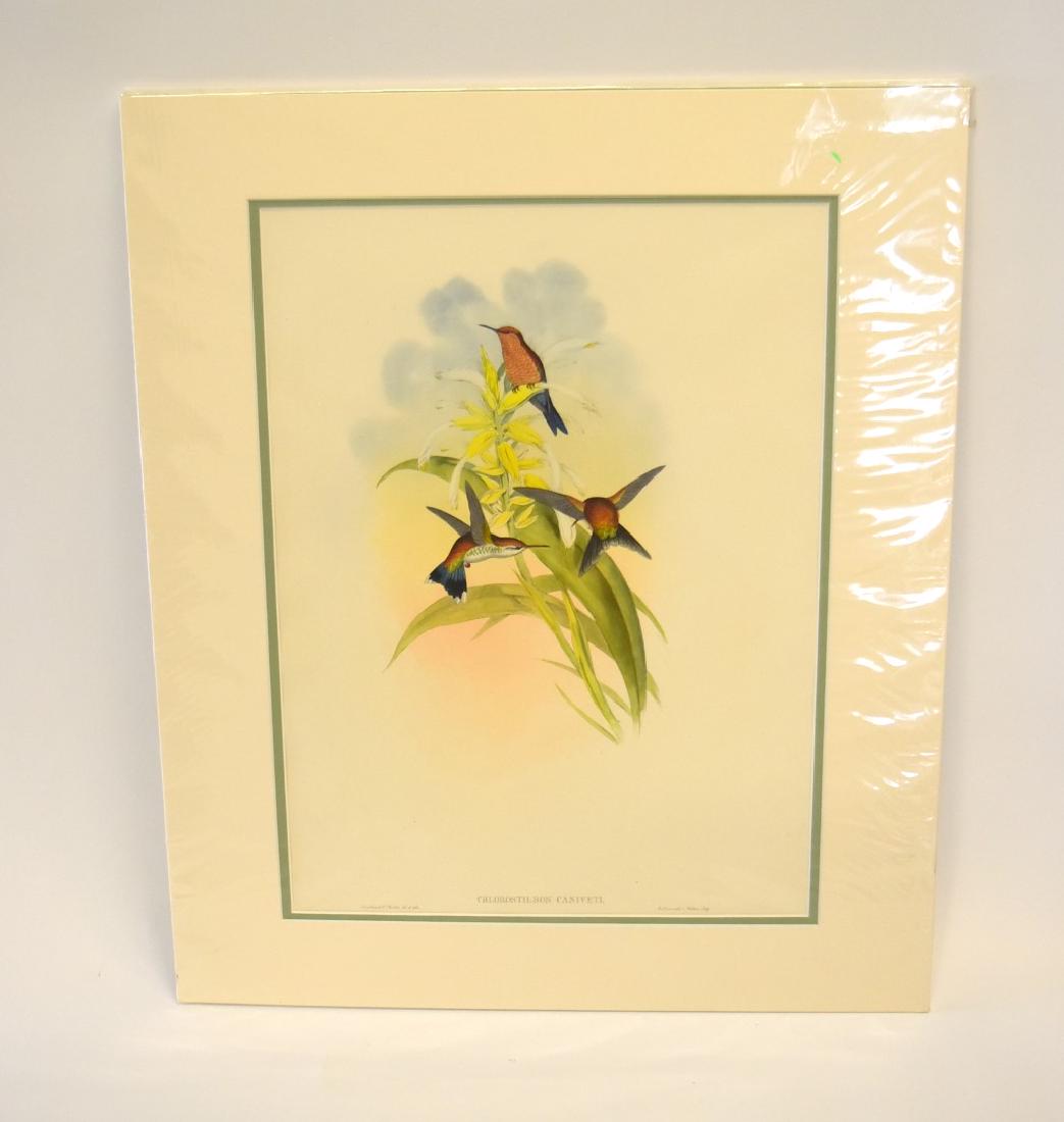 John Gould; Original Hand Colored Lithograph (1 of 4)