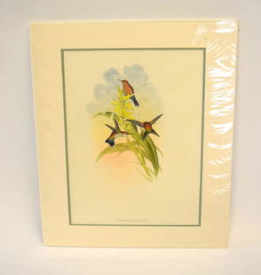 John Gould; Original Hand Colored Lithograph: John Gould (1804-1881)Hand colored ornithological lithograph. Chlorostilbon Caniveti. Lithographers: J. Gould, E. Gould, E. Lear, H.C. Richter, W. Hart. Printed in London: C. Hullmandel or Taylor. Pla