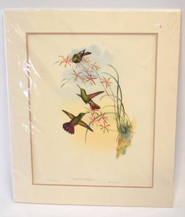 John Gould; Original Hand Colored Lithograph: John Gould (1804-1881)Hand colored ornithological lithograph. Amazilia Devillei. Lithographers: J. Gould, E. Gould, E. Lear, H.C. Richter, W. Hart. Printed in London: C. Hullmandel or Taylor. Plate