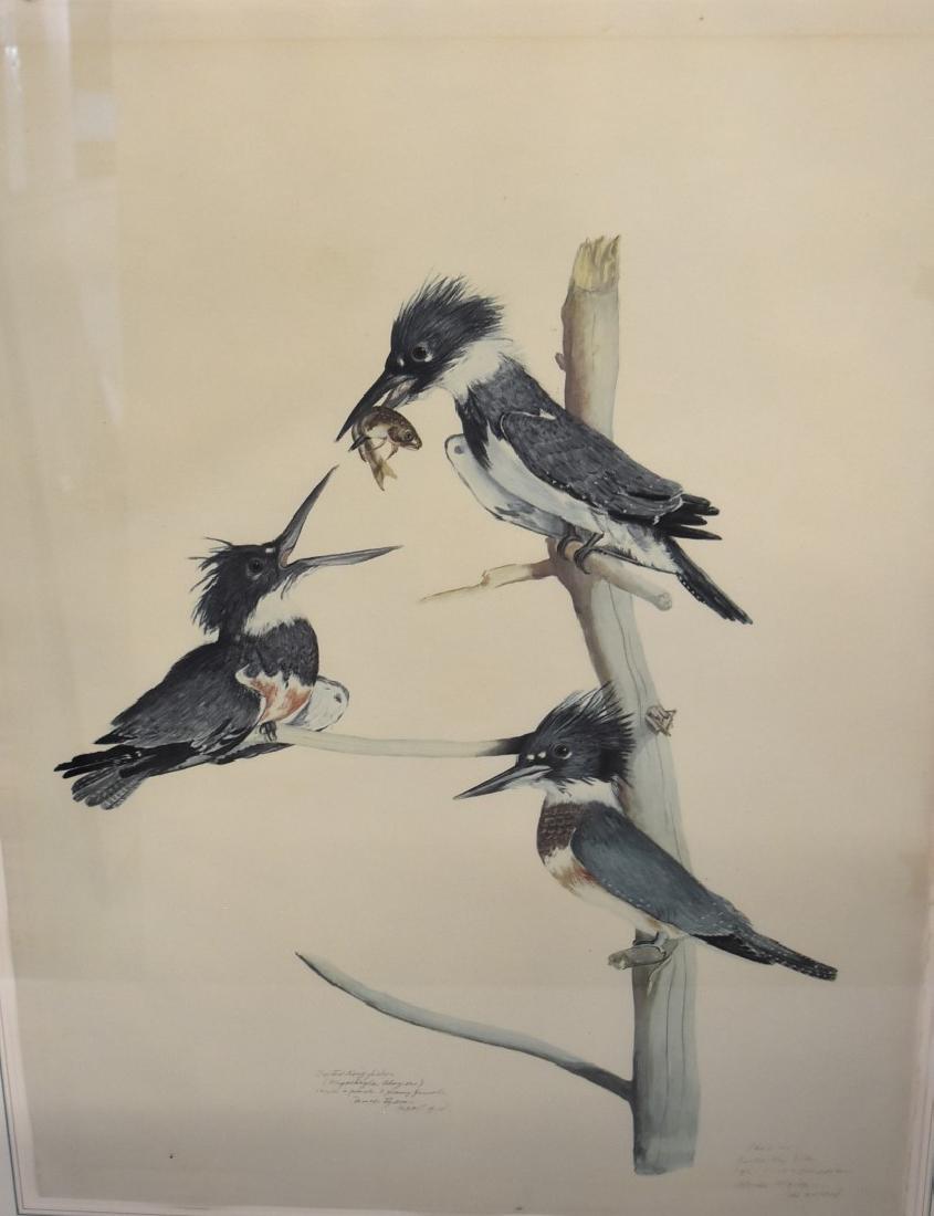 Carroll Tyson; Framed Print - Kingfisher (1 of 7)