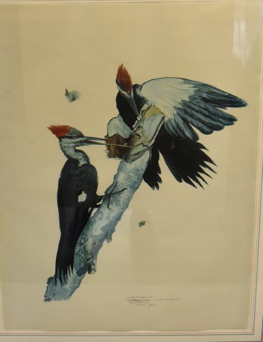 Carroll Tyson; Framed Print - Pileated Woodpecker (1 of 6)