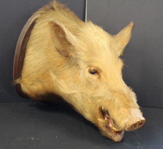 Wild Boar Taxidermy Head (1 of 3)