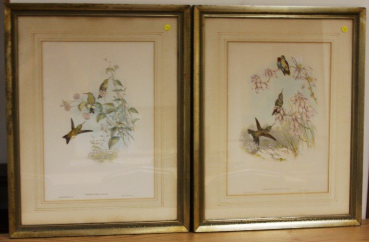 John Gould; Pair of Framed Prints (1 of 9)