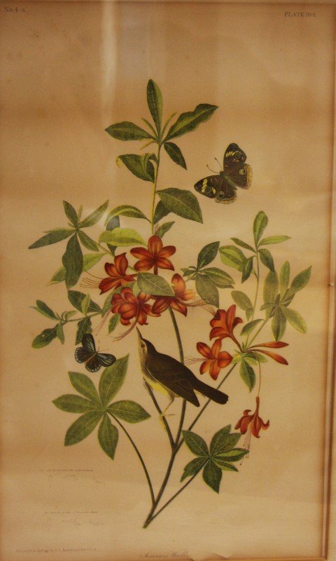 John Gould; Framed Print (1 of 8)