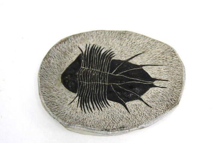 Fossil Pre Historic Stone Centipede (1 of 3)