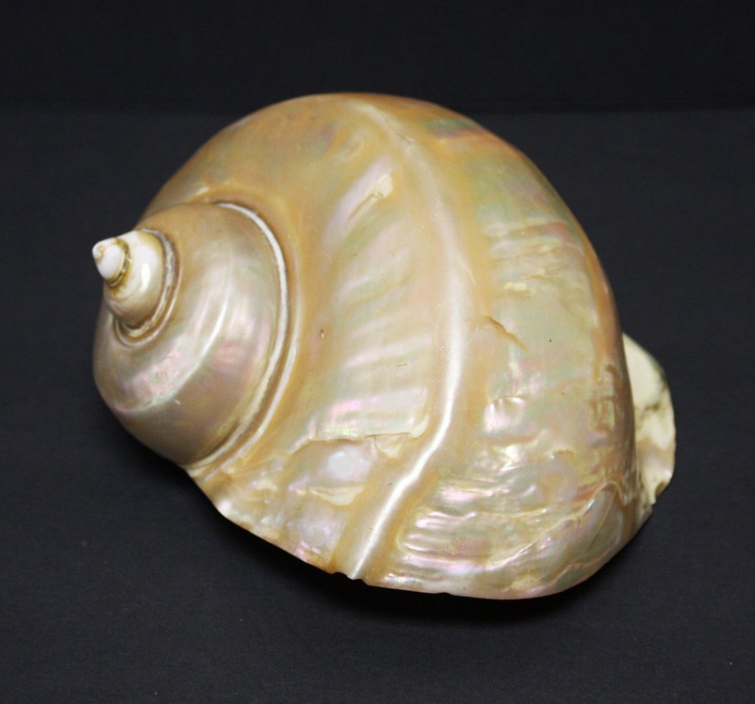 Nautilus Shell Shade (1 of 4)