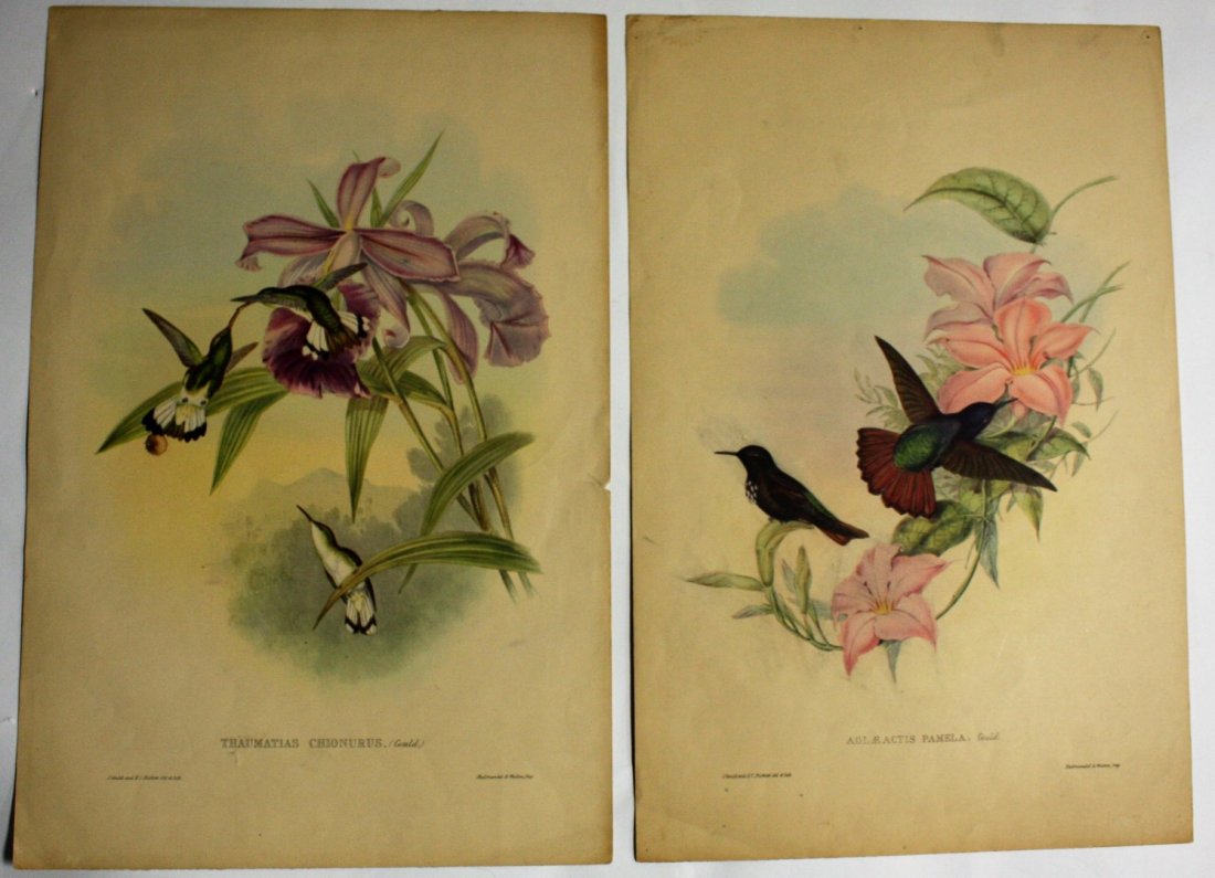 John Gould; Two(2) Hand -Colored Lithographs (1 of 8)