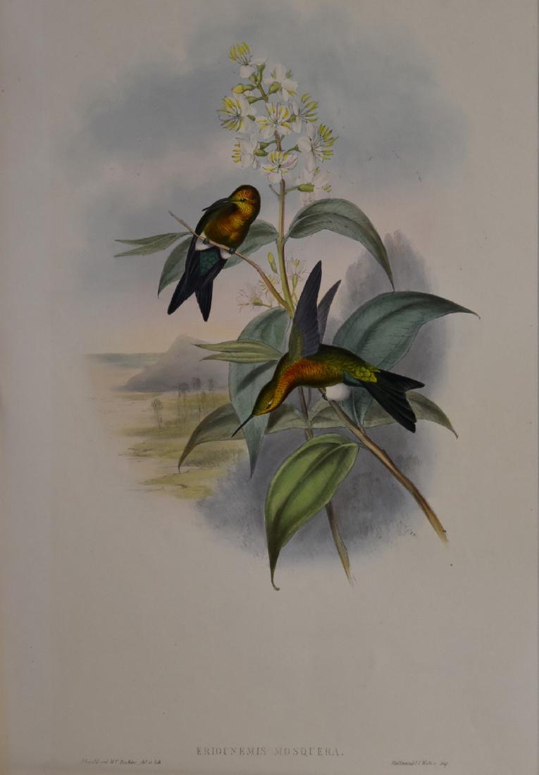 J. Gould Lithograph: Mosquera'S Puff-Leg (1 of 5)