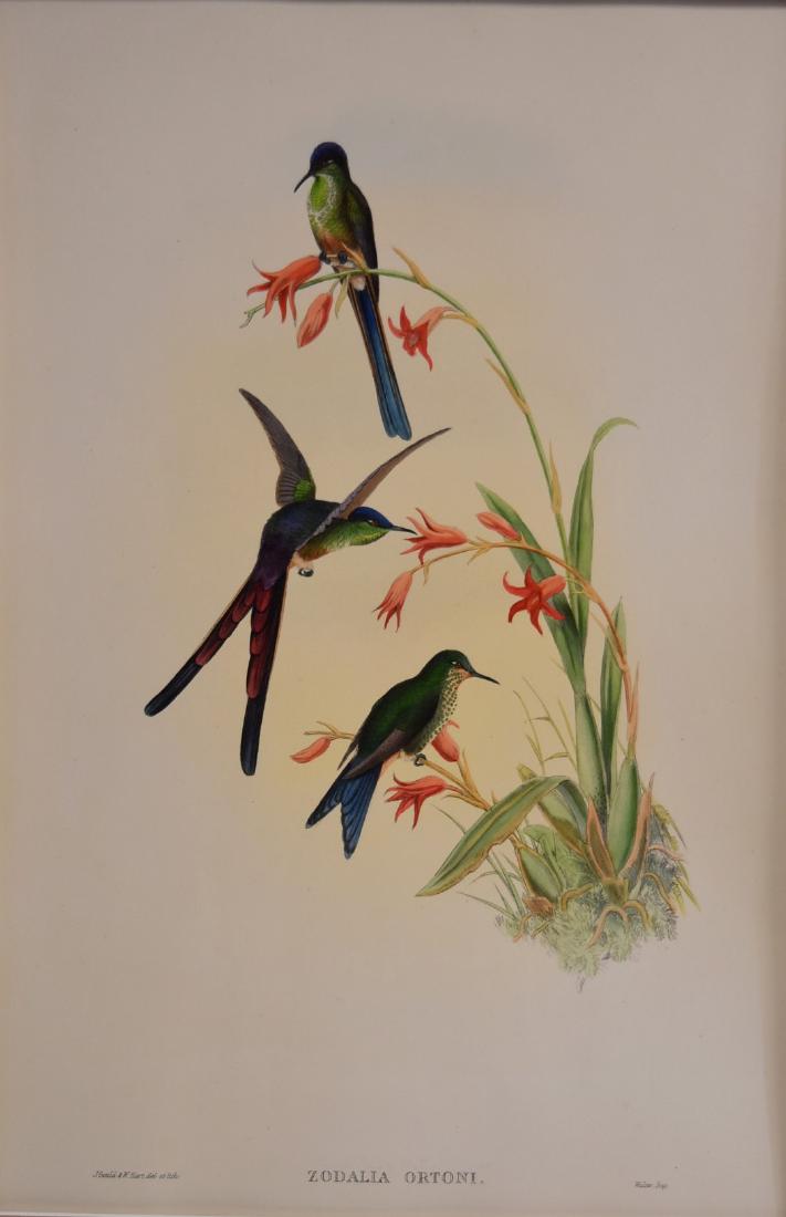 J. Gould Lithograph: Quito Purple-Back (1 of 4)