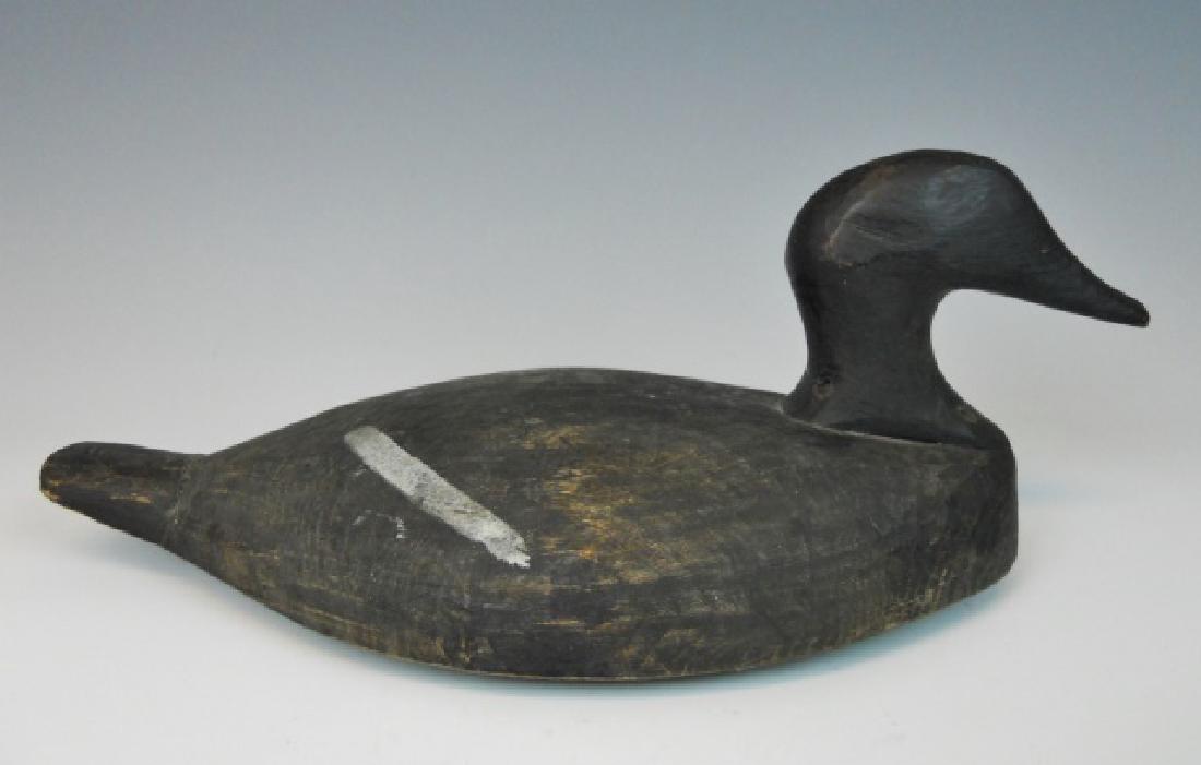Hand Carved, White Wing Scoter Decoy, Nova Scotia