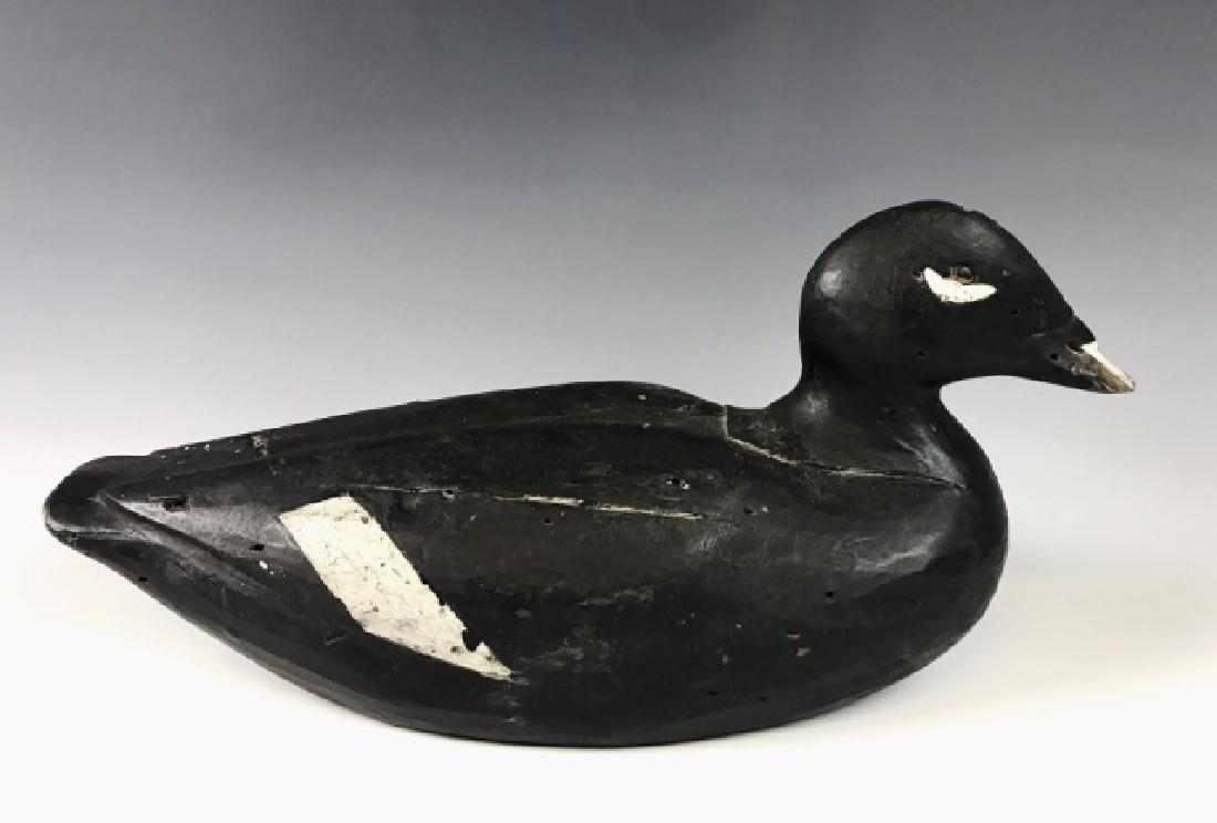 Hand Carved Scoter Duck Decoy, Gus Wilson: Hand carved White Winged Scoter carved by Gus Wilson, (1864-1950, South Portland, Maine). Decoy with tack eyes, slot set head and early painted surfaces with some gunning and wear consistent with age