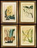19th C. Hand Colored Botanical Prints, (4pc)
