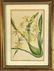 19th C. Hand Colored Botanical Prints, (4pc) - 5