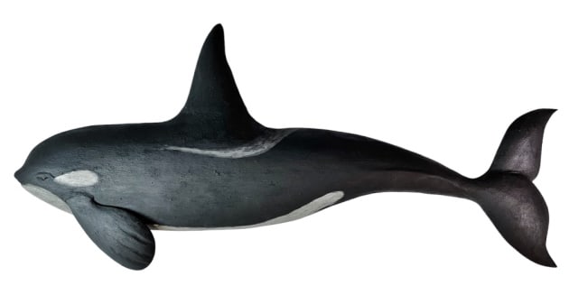 Hand Carved, Painted Killer Whale, Roger Mitchell: Hand Carved and Painted Wooden Killer Whale. Crafted by master carver Roger C. Mitchell. Detailed carving with inset glass eyes and hand painted aged surfaces, reverse artist signed, measures: 14.25" 