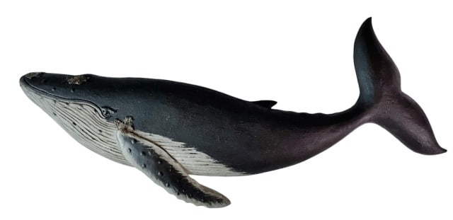 Hand Carved Painted Humpback Whale, Roger Mitchell: Hand Carved and Painted Wooden Humpback Whale. Crafted by master carver Roger C. Mitchell. Detailed carving with inset glass eyes and hand painted aged surfaces, reverse artist signed, measures: 14" H