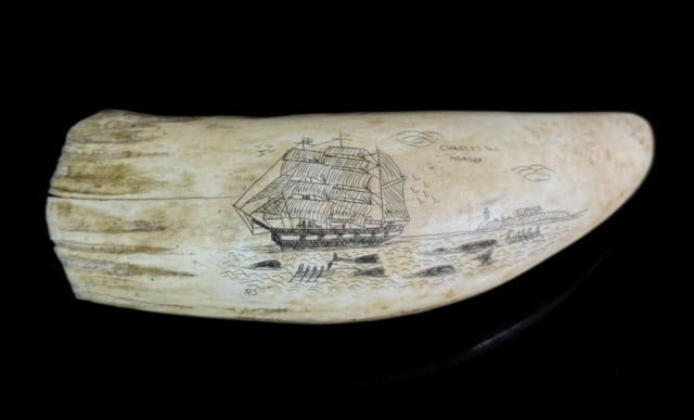 Antique Scrimshaw Whales Tooth, Charles Morgan: Antique Scrimshaw Whales Tooth, Charles W. Morgan. Scrimshaw scene of whale ship with launches and whales in the water, tooth signed "R.S." Tooth in good condition, flake at top, measures: 5.5" H x 2"