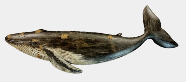 Hand Carved, Painted Whale, Brian Mitchell: Hand Carved and Painted Wooden Hump Back Whale. Crafted by master carver Brian Mitchell. Detailed carving with inset glass eyes and hand painted aged surfaces, reverse artist signed "B Mitchell", meas
