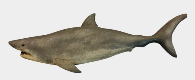 Hand Carved, Painted Shark, Brian Mitchell: Hand Carved and Painted Wooden White Shark. Crafted by master carver Brian Mitchell. Detailed carving with inset glass eyes and hand painted aged surfaces, reverse artist signed "B Mitchell", measures