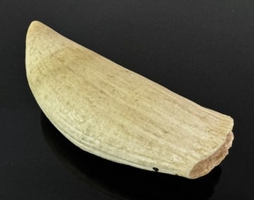 Antique Natural Sperm Whale Tooth