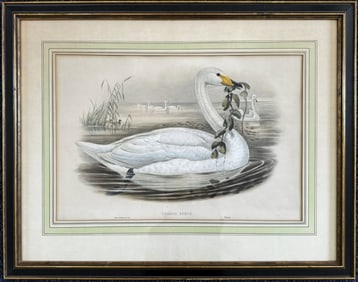1870 Hand Colored Naturalist Print, John Gould