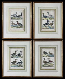 18th C Hand Colored Prints Histoire Naturale (4pc): Collection of Four 18th C. French Naturalist Engravings from "Histoire Naturale". Hand colored copper plate prints of waterfowl. Good condition, matted and framed under glass, measures: 20.5" H x 16.5