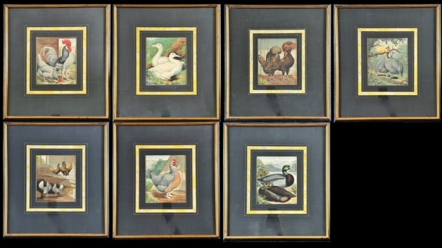 19th C. English Lithographs of Fowl (7pc)