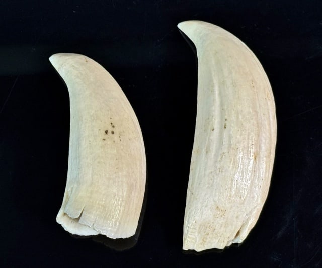 Two Antique Sperm Whale Teeth (2pc): Two Antique Raw Sperm Whale Teeth. Good condition, larger measures: 4.5" L