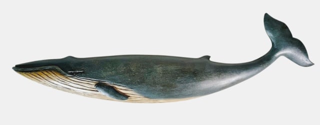 Hand Carved and Painted Blue Whale, Roger Mitchell: Hand Carved and Painted Blue Whale, Signed "R. Mitchell", (Roger Mitchell, American, b-1944) Detailed and accurate carving of a Blue Whale in profile. Excellent condition, measures: 30.35" L x 6" W Ro