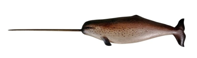 Hand Carved, Painted Narwhal, Brian Mitchell (1 of 4)