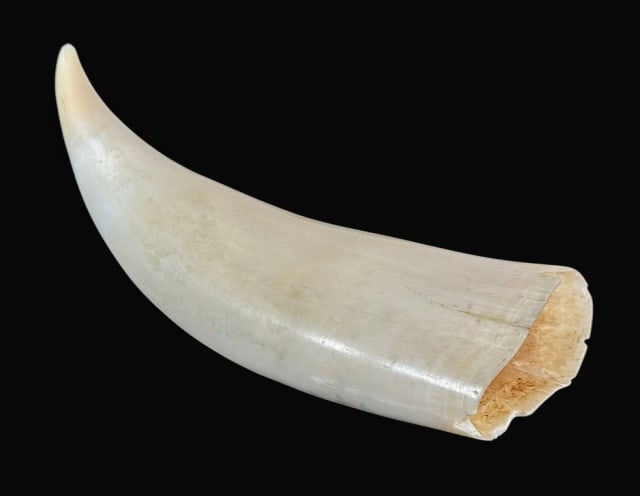 Large Antique Sperm Whale Tooth (1 of 5)