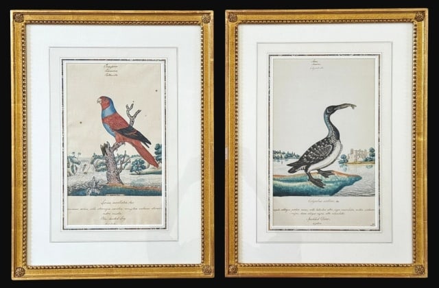 18th C Ornithological Paintings, W. Goodall (2pc): Two 18th C. English Ornithological Ink and Watercolor Studies, Signed "W. Goodall", (William Goodall, English, 1757-1844): (1) Painting titled "Lorius cucullatus" of a polychrome parrot on a natural