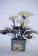 Chinese Jade Tree