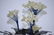 Chinese Jade Tree - 2
