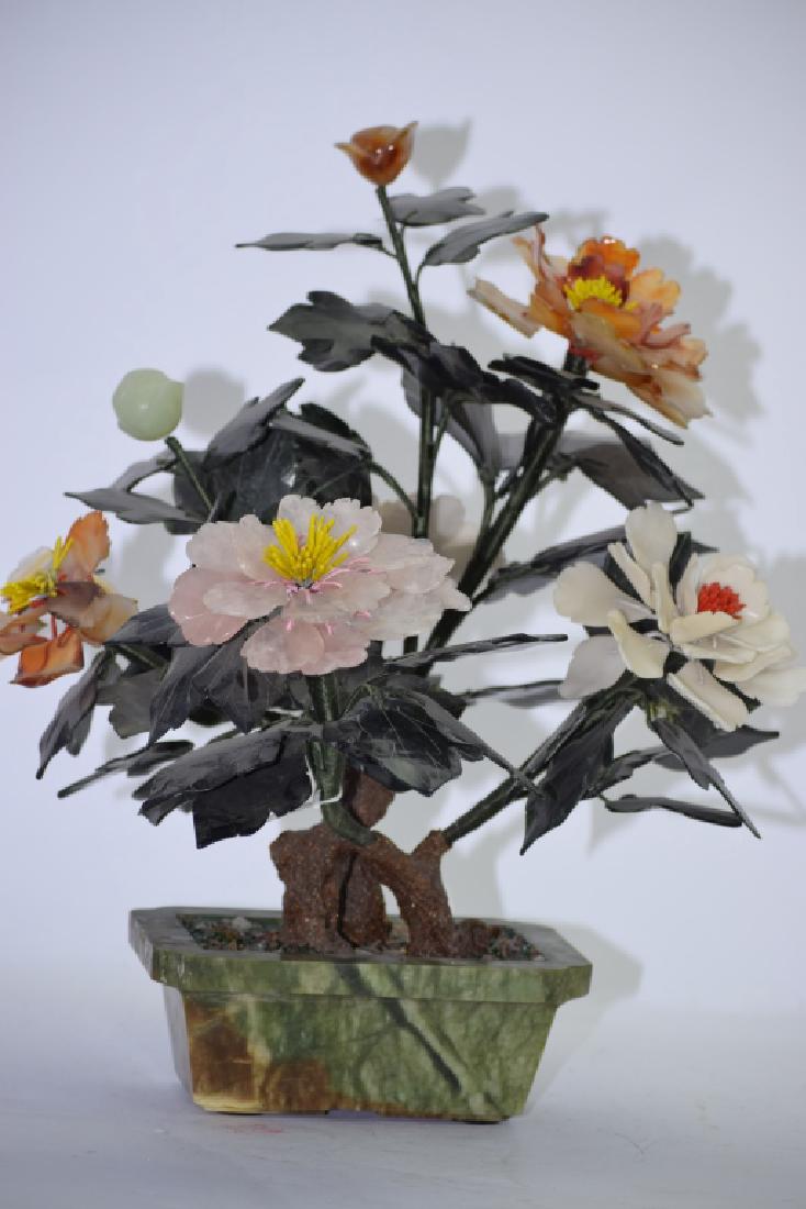 Chinese Jade Tree (1 of 4)