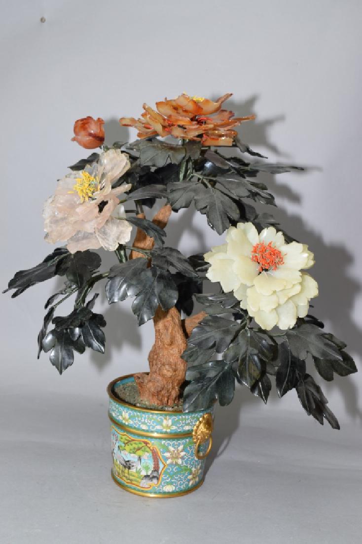 Chinese Jade Tree (1 of 6)