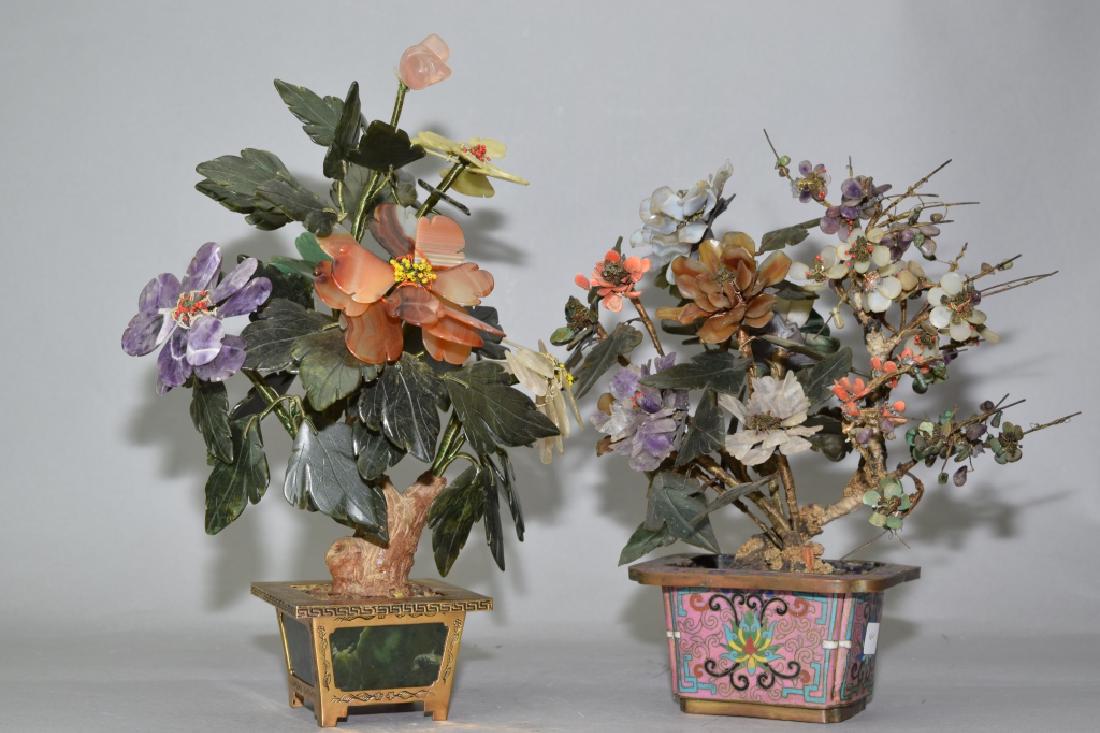 Two Chinese Jade Trees (1 of 4)