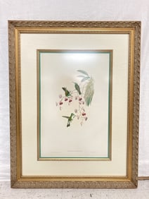 J. Gould "The Birds of Europe" Print from Wilcox Collection